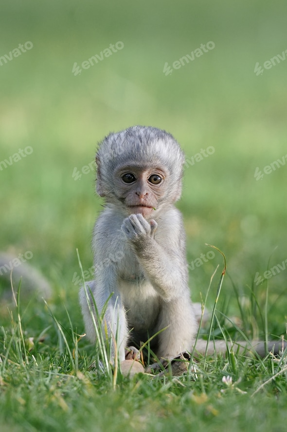 Baby Vervet Monkeys Stock Photo by byrdyak PhotoDune