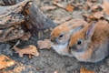 Close up picture of two young cute rabbits Close up picture of two young cute rabbits - PhotoDune Item for Sale