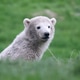 close view of a polar bear on blurred background close view of a polar bear on blurred background - PhotoDune Item for Sale