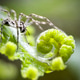 Spider on a fern Spider on a fern - PhotoDune Item for Sale
