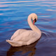 Lonely swan on the lake in Hamburg Lonely swan on the lake in Hamburg - PhotoDune Item for Sale