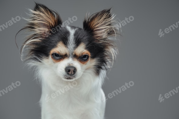 Angry canine pet pomeranian chihuahua breed with fluffy fur Stock