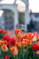 View of 'De Magere Brug (translation: the Skinny Bridge) in Amsterdam with tulips in the foreground View of 'De Magere Brug (translation: the Skinny Bridge) in Amsterdam with tulips in the foreground - PhotoDune Item for Sale