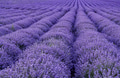 lavender rows lavender rows - PhotoDune Item for Sale