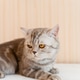 A frowning tabby British cat looks away A frowning tabby British cat looks away - PhotoDune Item for Sale