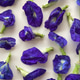 Flat lay of Butterfly Pea Flowers Flat lay of Butterfly Pea Flowers - PhotoDune Item for Sale