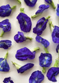 Flat lay of Butterfly Pea Flowers Flat lay of Butterfly Pea Flowers - PhotoDune Item for Sale