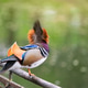 A beautiful male mandarin duck stands on a fence near the lake. Close-up photo A beautiful male mandarin duck stands on a fence near the lake. Close-up photo - PhotoDune Item for Sale
