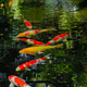 Top view of carp or carp fish in the pond Top view of carp or carp fish in the pond - PhotoDune Item for Sale