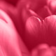 Trendy color 2023. Via magenta color background Trendy color 2023. Via magenta color background - PhotoDune Item for Sale