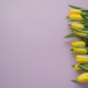 Yellow tulips on a pink lilac background. A copy space. The concept of a spring, greetings, birthday Yellow tulips on a pink lilac background. A copy space. The concept of a spring, greetings, birthday - PhotoDune Item for Sale