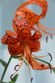 Beautiful colorful bright zoomed in orange with spots Lilium lancifolium or Lilium tigrinum flower Beautiful colorful bright zoomed in orange with spots Lilium lancifolium or Lilium tigrinum flower - PhotoDune Item for Sale