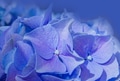 Macro photo of blue hydrangea flower. Details of blue petals. Macro photo of blue hydrangea flower. Details of blue petals. - PhotoDune Item for Sale
