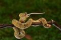 Craspedocephalus puniceus, venomous viper snake, eating white mouse Craspedocephalus puniceus, venomous viper snake, eating white mouse - PhotoDune Item for Sale