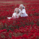 Happy Asian Senior Women Enjoying Friendship in Red Flower Field Happy Asian Senior Women Enjoying Friendship in Red Flower Field - PhotoDune Item for Sale