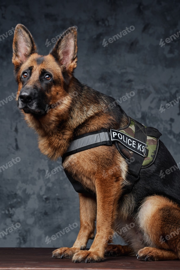 Police german shepherd with uniform against dark background Stock