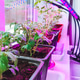 Tomato seedlings under full-spectrum phytolamps. Growing seedlings under violet LED light. Tomato seedlings under full-spectrum phytolamps. Growing seedlings under violet LED light. - PhotoDune Item for Sale