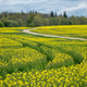 Golden Rapeseed Patterns Across Latvian Fields Golden Rapeseed Patterns Across Latvian Fields - PhotoDune Item for Sale