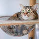 Close up of a mackerel tabby cat lying on glass bowl of wooden tree tower scratching pole in a room. Close up of a mackerel tabby cat lying on glass bowl of wooden tree tower scratching pole in a room. - PhotoDune Item for Sale