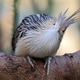 close up portrait of a beautiful guira cuckoo on blurred nature background close up portrait of a beautiful guira cuckoo on blurred nature background - PhotoDune Item for Sale