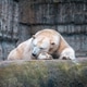 Polar bear in zoo enclosure with icy habitat and cool climate Polar bear in zoo enclosure with icy habitat and cool climate - PhotoDune Item for Sale
