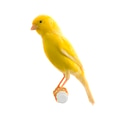 Yellow canary on its perch Yellow canary on its perch - PhotoDune Item for Sale