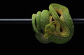 Green tree python isolated on black Green tree python isolated on black - PhotoDune Item for Sale