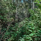 Lush jungle vegetation with thick undergrowth and leafy trees Lush jungle vegetation with thick undergrowth and leafy trees - PhotoDune Item for Sale