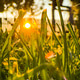 Warm sunset light filtering through spring grass in a tranquil backyard Warm sunset light filtering through spring grass in a tranquil backyard - PhotoDune Item for Sale