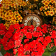 Alarm clock in a flowerbed. Alarm clock in a flowerbed. - PhotoDune Item for Sale