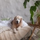 Cozy golden retriever relaxing in a natural and aesthetic home environment Cozy golden retriever relaxing in a natural and aesthetic home environment - PhotoDune Item for Sale