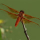 Dragonfly Dragonfly - PhotoDune Item for Sale