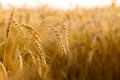 Spikes of ripe rye on a summer evening Spikes of ripe rye on a summer evening - PhotoDune Item for Sale