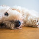 Small Maltipoo Puppy Lying on a Polished Wooden Floor Small Maltipoo Puppy Lying on a Polished Wooden Floor - PhotoDune Item for Sale