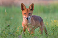 Red fox Red fox - PhotoDune Item for Sale