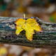 Single Yellow Autumn Leaf on Tree Bark Single Yellow Autumn Leaf on Tree Bark - PhotoDune Item for Sale