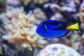 Blue regal tang or Paracanthurus hepatus in tank Blue regal tang or Paracanthurus hepatus in tank - PhotoDune Item for Sale