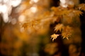 Yellow maple leaves in autumn season with blurred background, taken from Japan. Yellow maple leaves in autumn season with blurred background, taken from Japan. - PhotoDune Item for Sale