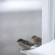 Sparrows on a Snowy Windowsill of an Urban House Sparrows on a Snowy Windowsill of an Urban House - PhotoDune Item for Sale