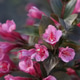 Bristol ruby purple flower weigela Bristol ruby purple flower weigela - PhotoDune Item for Sale