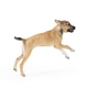 Playful Puppy Dog Running Fast Playful Puppy Dog Running Fast - PhotoDune Item for Sale