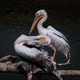 Two pelicans enjoying their tree branch Two pelicans enjoying their tree branch - PhotoDune Item for Sale