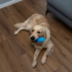 Golden retriever dog playing with blue plastic toy Golden retriever dog playing with blue plastic toy - PhotoDune Item for Sale