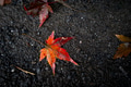 Red maple leaves in autumn season on the ground Red maple leaves in autumn season on the ground - PhotoDune Item for Sale