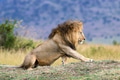 Lion in National park of Kenya, Africa Lion in National park of Kenya, Africa - PhotoDune Item for Sale