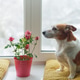 cute dog at the window beside a flower pot. Valentines, Mother's day concept. cute dog at the window beside a flower pot. Valentines, Mother's day concept. - PhotoDune Item for Sale