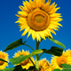 Sunflower field background under blue sky Sunflower field background under blue sky - PhotoDune Item for Sale