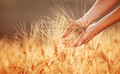 Woman hands touching golden wheat field Woman hands touching golden wheat field - PhotoDune Item for Sale