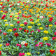 multi-colored flowers on beds,side view.full flower bed in blur.floral summer background. multi-colored flowers on beds,side view.full flower bed in blur.floral summer background. - PhotoDune Item for Sale