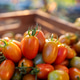 Farm to Table Organic Cherry Tomatoes in Wooden Crate at Harvest Farm to Table Organic Cherry Tomatoes in Wooden Crate at Harvest - PhotoDune Item for Sale